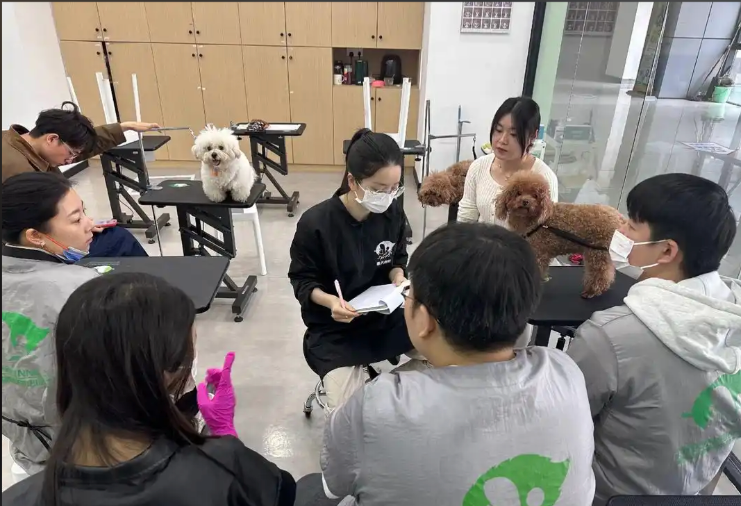 鸡西市宠物美容培训宠物美容培训学校 - 厂家